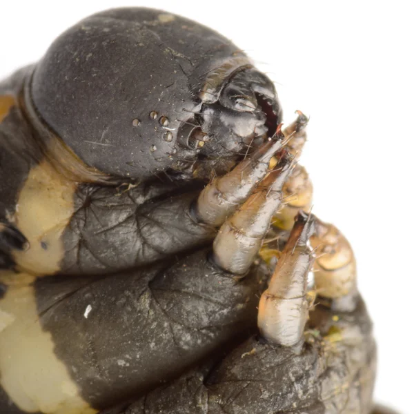 Коконная гусеница — стоковое фото