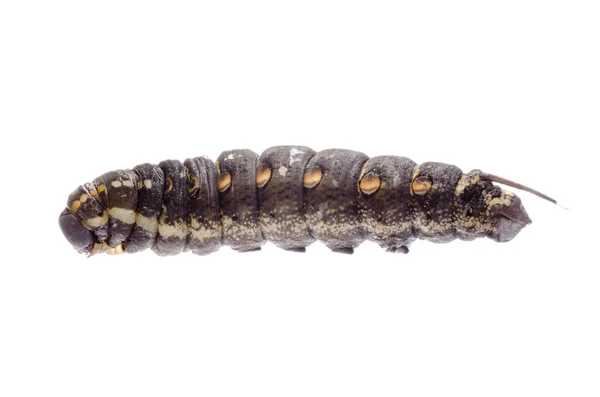 Cocoon caterpillar — Stock Photo, Image