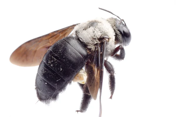 Carpenter bee — Stock Photo, Image