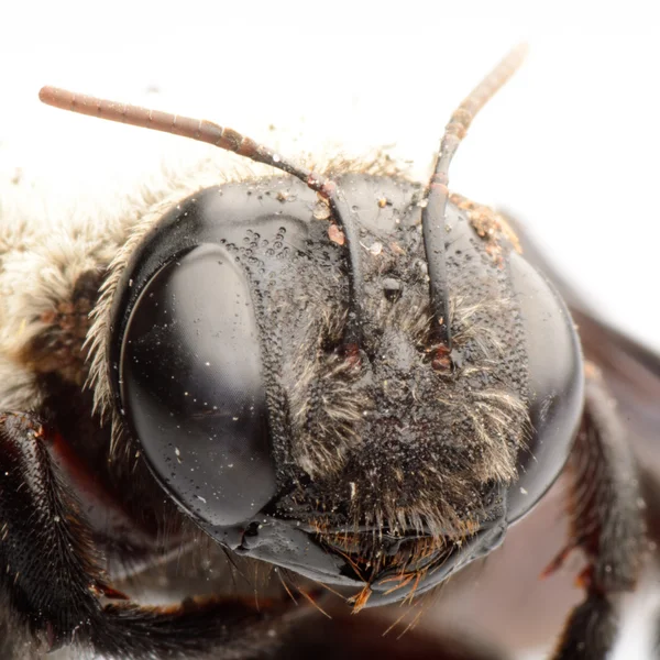 Пчела-плотник — стоковое фото