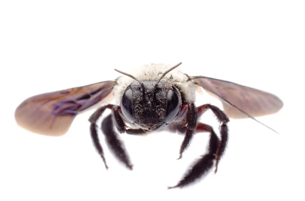 Carpenter bee — Stock Photo, Image