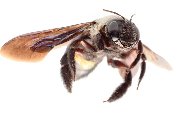 Marangoz arı — Stok fotoğraf