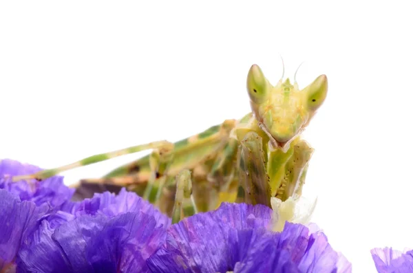 Praying mantis — Stock Photo, Image