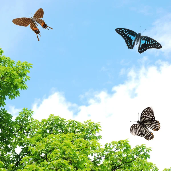 Летающая бабочка — стоковое фото