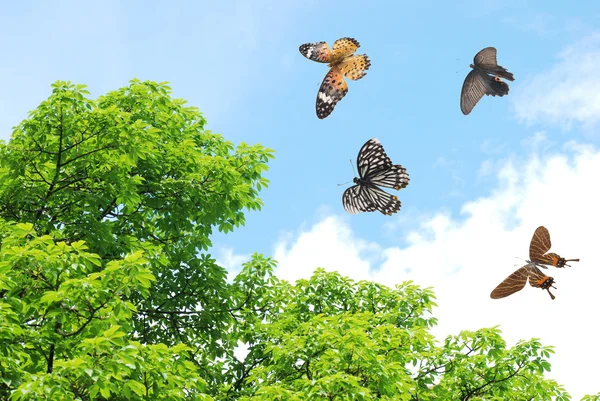 उड्डाण करणारे फुलपाखरू — स्टॉक फोटो, इमेज