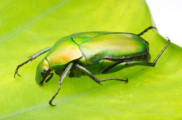 Зелена квітка жука — стокове фото