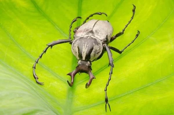 Escarabajo de la flor del cuerno de Hart insecto —  Fotos de Stock