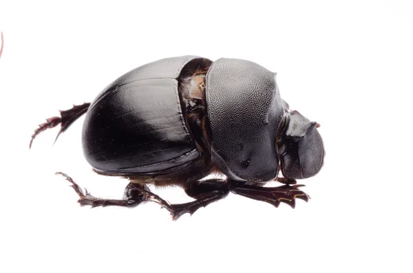 Dunk beetle — Stock Photo, Image