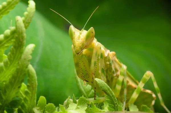 Flower praying mantis — Stock Photo, Image