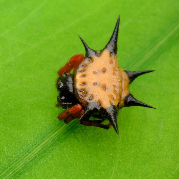 stock image Spiny spider