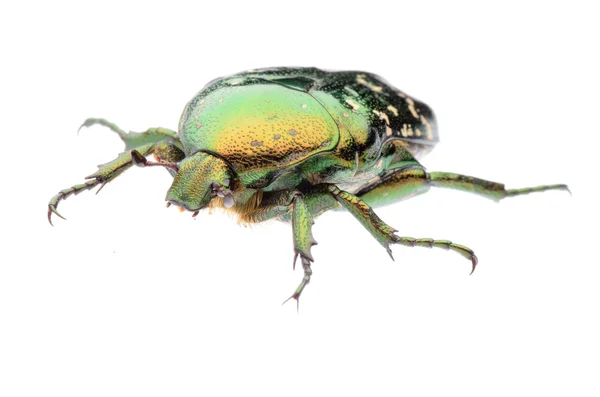 Escarabajo verde flor —  Fotos de Stock