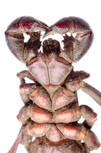Escorpión de vinagre —  Fotos de Stock