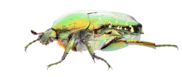 绿色小花甲虫 — 图库照片