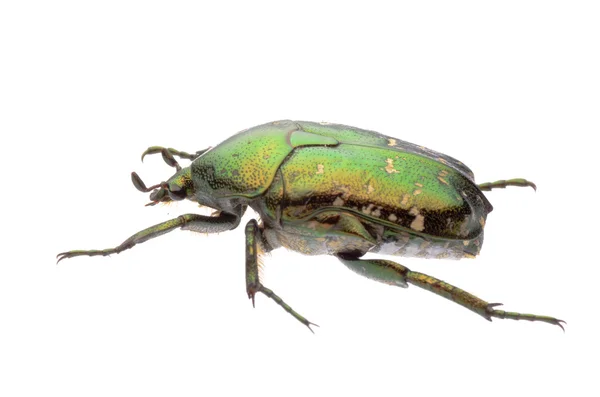 绿色小花甲虫 — 图库照片