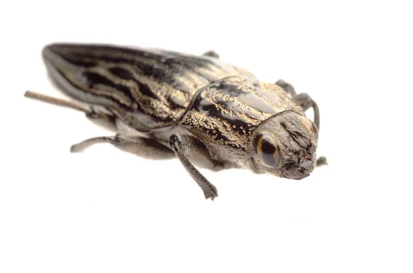 Jewel beetle — Stock Photo, Image