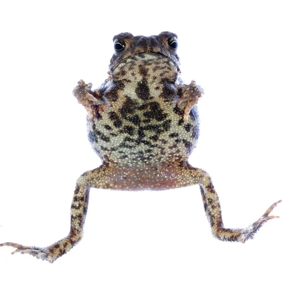 动物蟾蜍青蛙 — 图库照片
