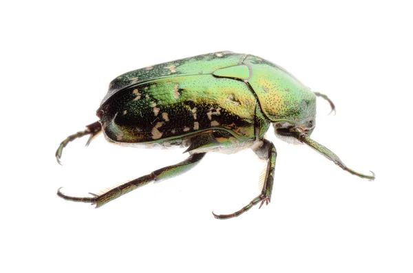 Flower beetle — Stock Photo, Image