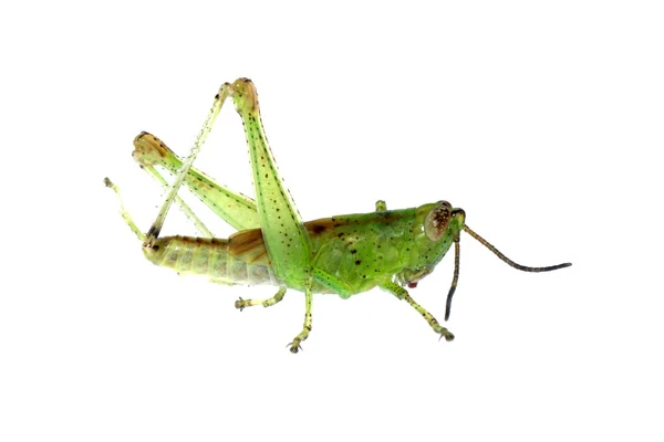 Grasshopper aislado —  Fotos de Stock