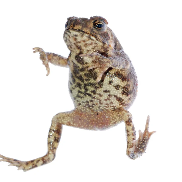 Ropucha zwierzę żaba skok — Zdjęcie stockowe