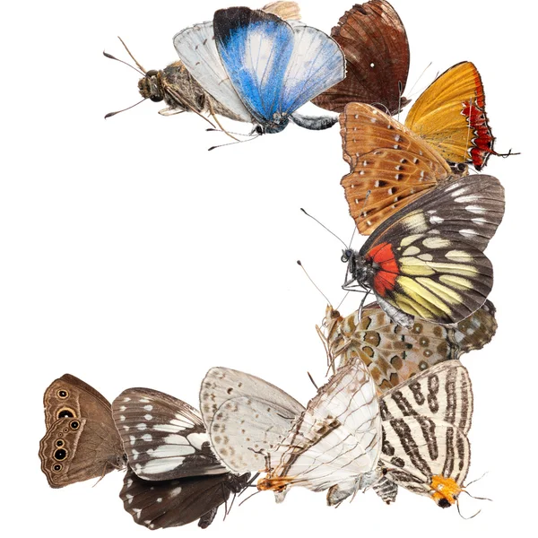 Pillangó üres keret — Stock Fotó