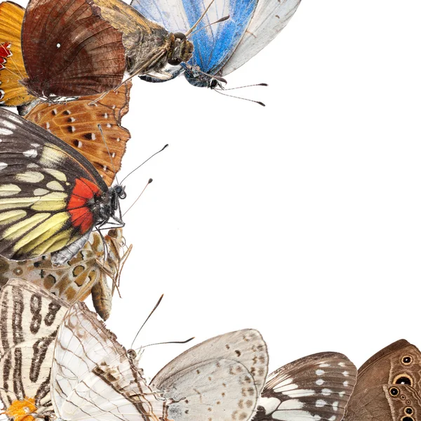 Schmetterling leerer Rahmen Hintergrund — Stockfoto