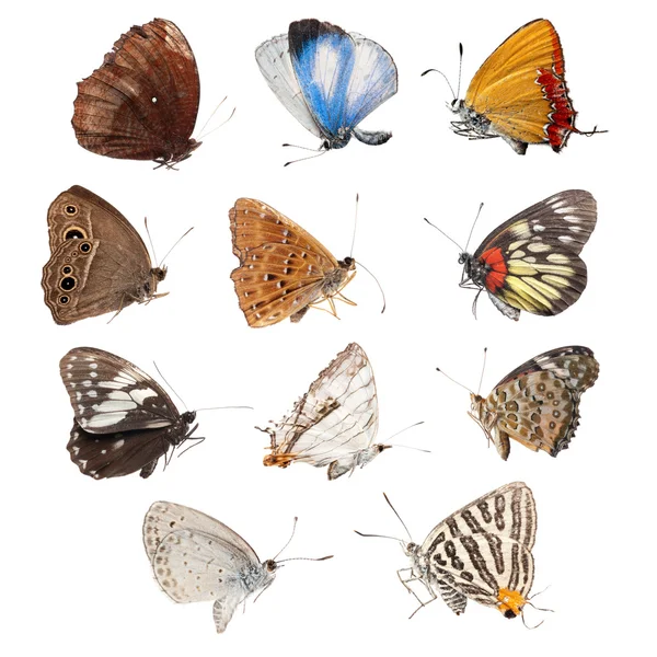 蝶コレクションをセット — Stockfoto