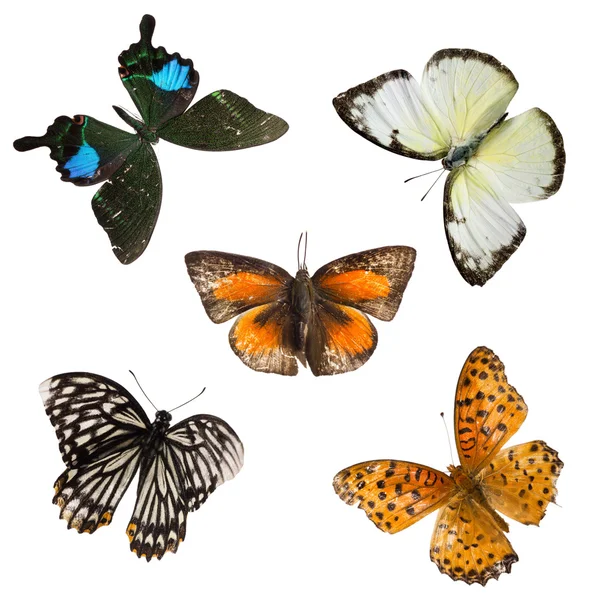 Kelebek koleksiyonu ayarla — Stok fotoğraf
