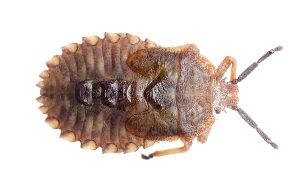 Inseto fedor bug — Fotografia de Stock