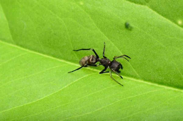Myra efterliknar spindel — Stockfoto
