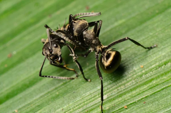 Ameise auf grünem Blatt — Stockfoto