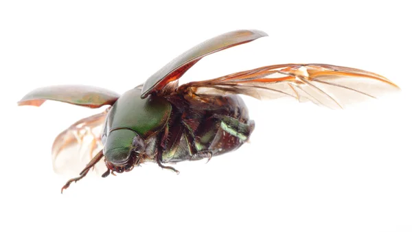 Летающий жук-скарабей — стоковое фото