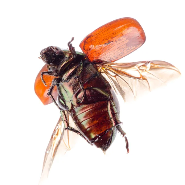 Летающий жук-скарабей — стоковое фото