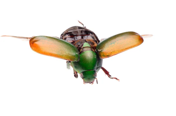 Scarabeo scarabeo insetto volante — Foto Stock