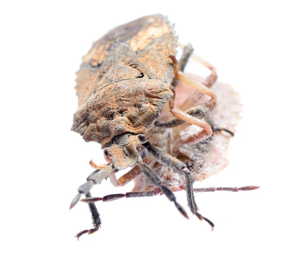 昆虫カメムシ — ストック写真