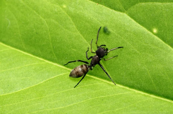 Formiga imitar aranha — Fotografia de Stock