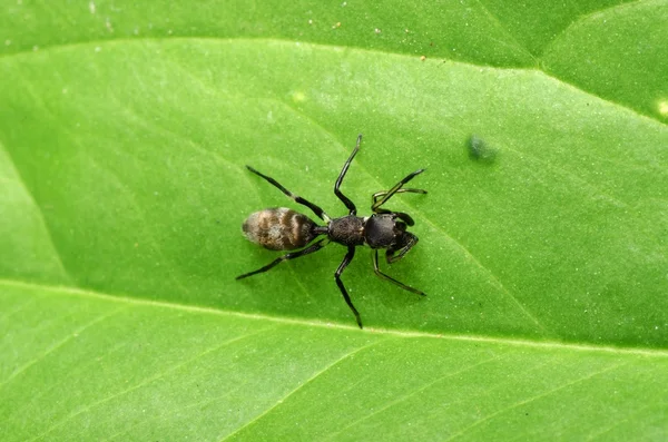 Karınca taklitçisi örümcek — Stok fotoğraf