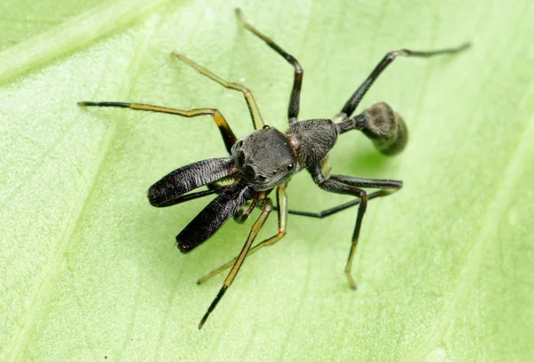 Ameisenspinne imitiert — Stockfoto