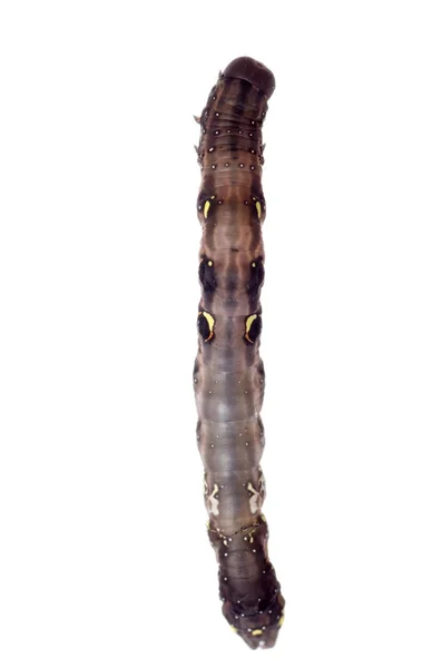 Vlinder nachtvlinder caterpillar — Stockfoto