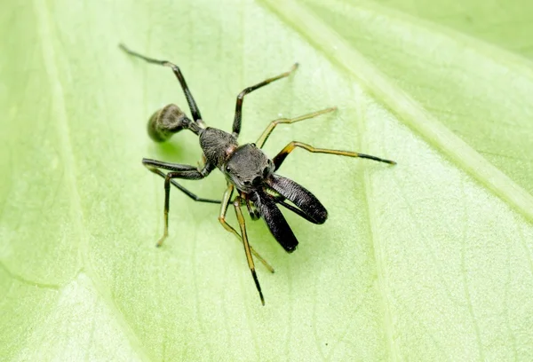 Ragno imitatore delle formiche — Foto Stock