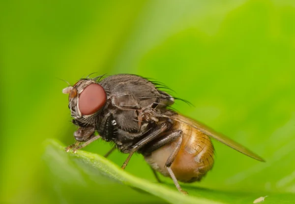 Муха насекомых на листе — стоковое фото