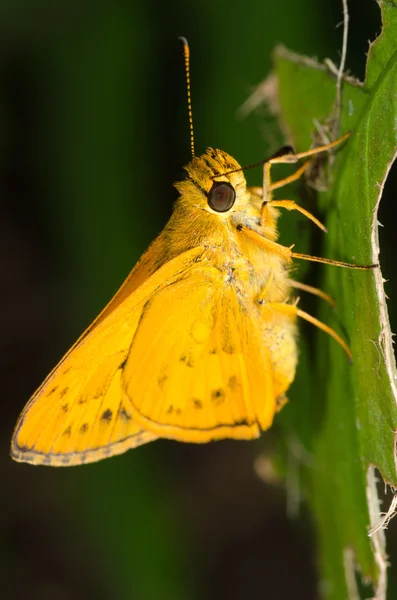 Бабочка-шкипер — стоковое фото