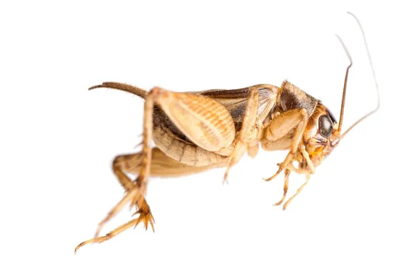 Grilo de inseto — Fotografia de Stock