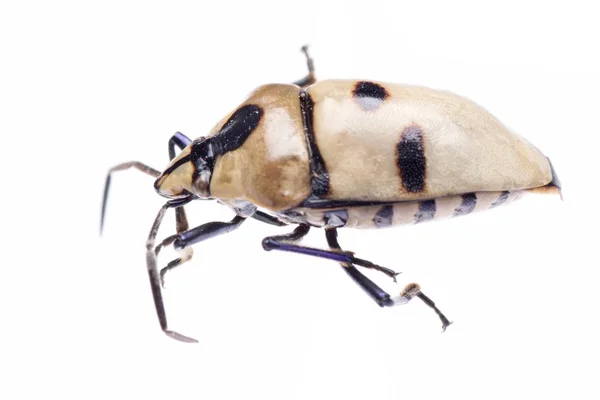 Escudo de volta fedor bug — Fotografia de Stock