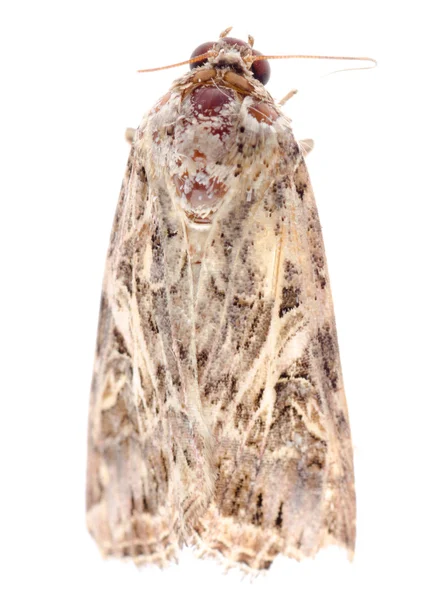 Insekt moth isolerade — Stockfoto