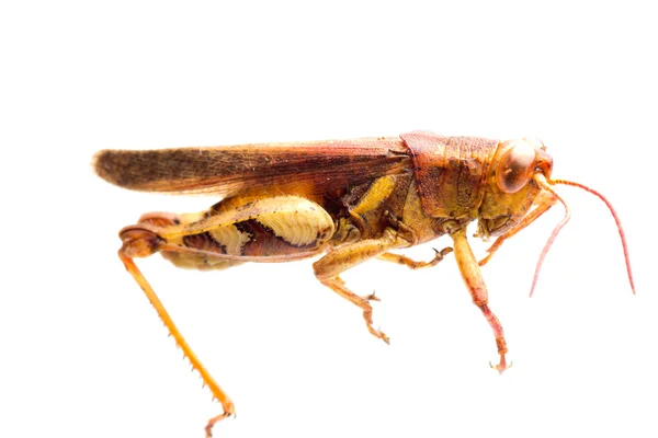 Owadów grasshopper chleba świętojańskiego — Zdjęcie stockowe