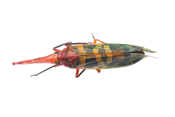 Комаха cicada — стокове фото