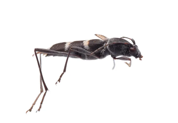 Escarabajo de cuerno largo Longicornio —  Fotos de Stock