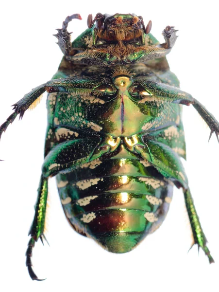 緑のカブトムシ昆虫 — ストック写真