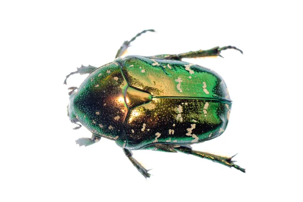 Żuk zielony owad — Zdjęcie stockowe