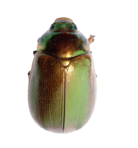 Besouro-escaravelho-insecto — Fotografia de Stock